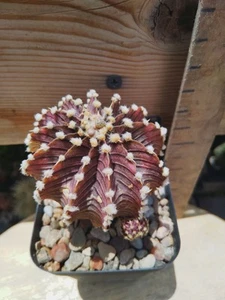 Gymnocalycium Friedrichii 'Agua Dulce' - Picture 1 of 3