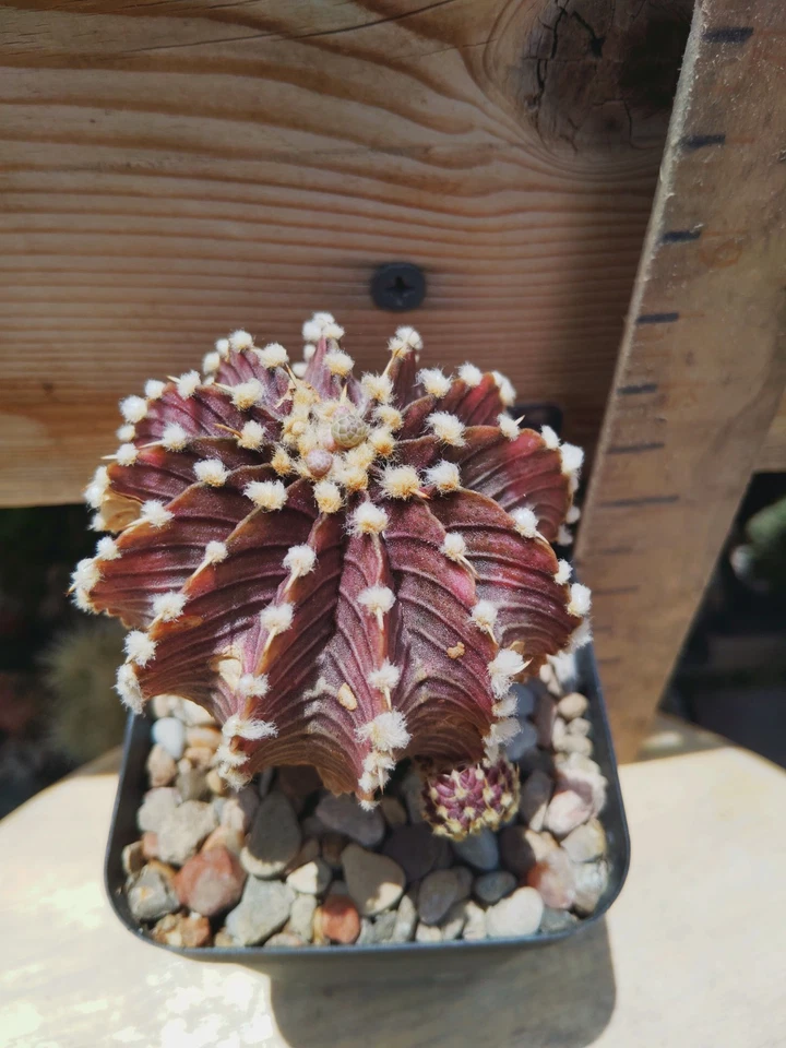 Gymnocalycium Friedrichii 'Agua Dulce'  - Image 1 of 3