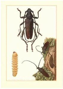 Heldbock Riesenbock Spießbock Cerambyx cerdo Farbdruck 1956 Insekten - Bild 1 von 1