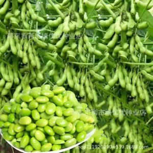 毛豆种子青黄豆种子 Early maturing fresh edamame seeds 50 pills - Picture 1 of 18