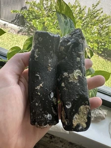 Versteinerter Dugong Rippenknochen RAR!!! 2er Set zum Preis von einem!  - Bild 1 von 5