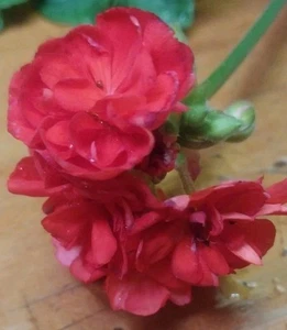 6 X Cutting Geranium Plant Large Flowered (Dark Pink) Post Express Delivery - Picture 1 of 2