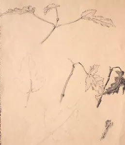 Dibujo de estudio hojas árbol lápiz original dibujo 1945 - Imagen 1 de 3