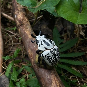 Animal Heavenly Body Eastern Goliath Beetle orientalis Insect Statue - Picture 1 of 7