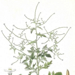 Vélar - - PL 48 - Plante Flore - Gravure de presse 1872 - Picture 1 of 3