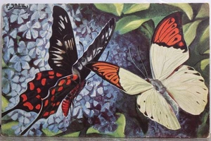 Art F Snell Butterfly Postcard Old Vintage Card View Standard Souvenir Postal PC - Picture 1 of 2