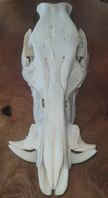 Taxidermia calavera jabalí cerdo salvaje real Foto 1 de 4