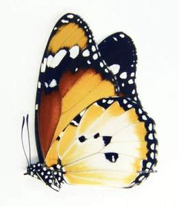 Unmounted Butterfly/Danaidae - Danaus chrysippus alcippus, M, Ivory Coast - Imagen 1 de 1
