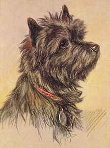 CAIRN TERRIER CHARMANTE HUNDEGRÜSSE NOTIZKARTE SCHÖNE KOPFSTUDIE - Bild 1 von 1