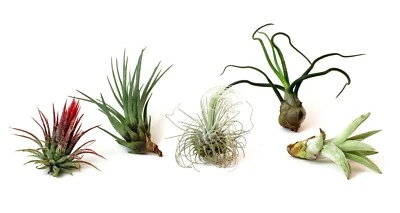 5 Pack Assorted Live Tillandsia Air Plants - Low Maintenance - Exotic Variety - Image 1 of 3