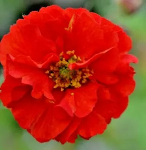 Organic Bio GEUM RED SCARLET TEMPEST PERENNIAL PLANT DROUGHT RESISTANT 50 SEEDS - Picture 1 of 2