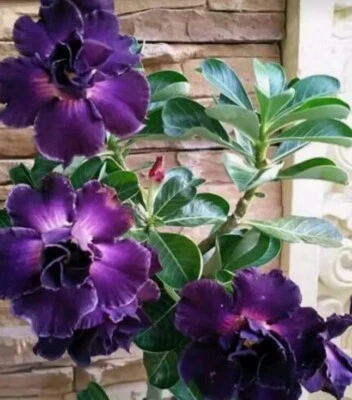 50 Semillas De Adenium Obesum Rosa Del Desierto - Image 1 of 2