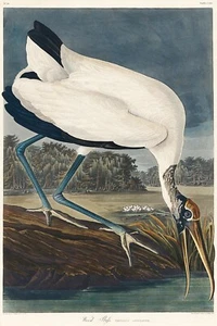 Ibis de madera de J.J. Audubon Birds of America Giclee estampado artístico + envío gratuito - Imagen 1 de 4