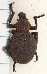 Curculionidae Brachycerus sp.19,3mm Sambia #58G Afrikanischer Rüsselkäfer Käfer Insekt Käfer - Bild 1 von 2