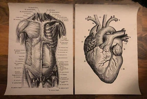 2x Anatomy the Body Heart Poster Canvas Picture Art Print Premium Quality Apx A4 - Picture 1 of 3