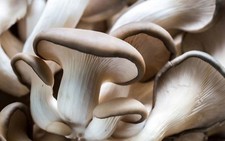 Mycélium de Pleurote - Kit de culture Champignons - grow mushrooms kit
