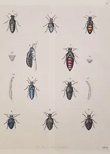 Beetle Planche Insect Entomology Insects Coleoptera Beetles 845 - Picture 1 of 1