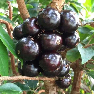BeauFlora Hybrid Jaboticaba ( Sabara , Layering plant ) 1 Bare-Root Plant - Imagen 1 de 3