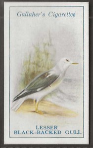 GALLAHER-BRITISH BIRDS 1923 (BY GEORGE RANKIN)-#073- LESSER BLACK BACKED GULL