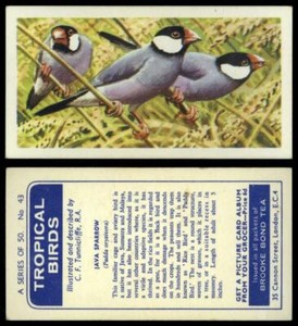 Java Sparrow #43 Tropical Birds 1961 Brooke Bond Tea Card