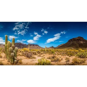 36X18 Inches Reptile Habitat Background Blue Sky Oasis Cactus Desert Terrarium B - Picture 1 of 4