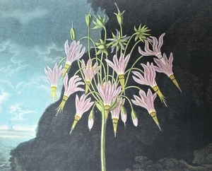 ROBERT THORTON "The Cowslip" Oppenheimer Kew Gardens Edition Watercolor Print - Picture 1 of 10