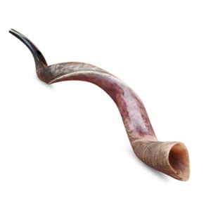 Bolso Shofar Kudu Yemenita Medio Pulido Judaica Kosher 100-105 Cm XXL Plus - Imagen 1 de 12