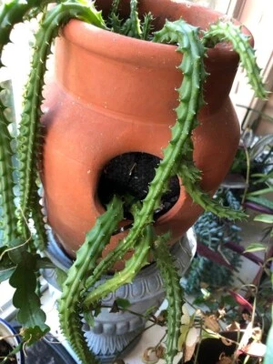 Huernia schneideriana “Red Dragon” Stapelia - 3 Cuttings 6" Long - Image 1 of 2