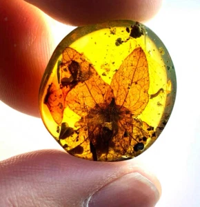 Burmite fossile birmana ambra del Cretaceo pianta da fiore insetto ambra fossile Myanmar - Foto 1 di 7