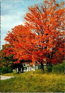 Sugar Maples Vermont Homestead Postcard By Alois Mayer Unposted - Picture 1 of 2
