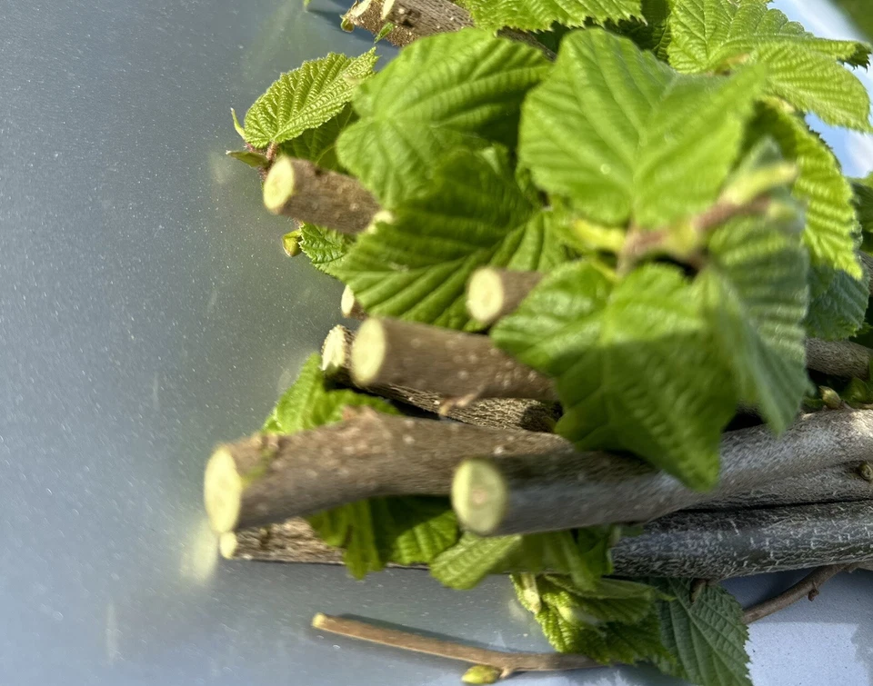 Haselnuss ,Äste, Zweige Nager, Pferde, Bio,Bastelholz Knabberholz 300Gramm - Bild 1 von 4