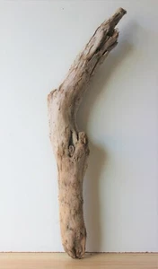 Treibholz Schwemmholz  Driftwood 1 XL  Stamm Terrarium Dekoration Garten  81 cm  - Bild 1 von 12
