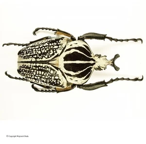 Goliathus meleagris (Orientalis) sp 7, Riesengröße! 96-97 mm, A1/A- - Bild 1 von 1