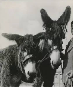 PARIS 1957 - Donkeys of Poitou Concours Général Agricole - PR 1123 - Picture 1 of 2