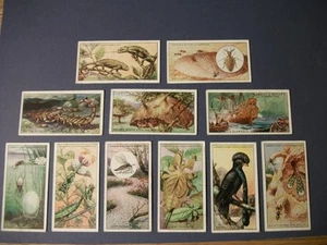 WONDERS OF NATURE 1920 de colección tabaco lote de 11 tarjetas Lambert & Butler Inglaterra - Imagen 1 de 10