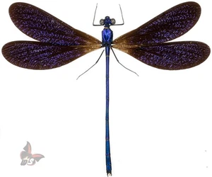 Vestalis luctuosa, SPREAD WINGS - Picture 1 of 1