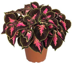 Buntnessel Fifth Avenue Coleus Steckling mit Erdballen für Zimmer Kübel Beet D. - Bild 1 von 3
