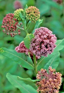 PINK MILKWEED 101 SEEDS, ASCLEPIAS SYRIACA, MONARCH BUTTERFLY FLOWER - Picture 1 of 9