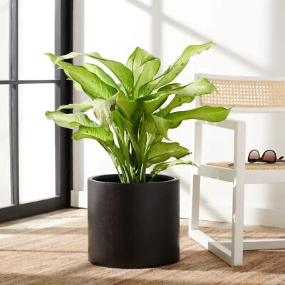 SAFAVIEH Outdoor Collection Braslen Concrete Planter | Black | - Image 1 of 4