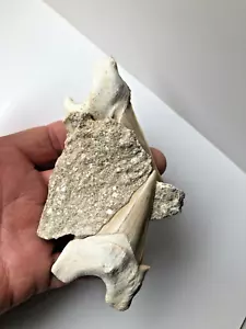 3,4 Zoll! Fossiler Otodushai TOOTH, Original Doppelmatrix Vorkommen - Bild 1 von 12