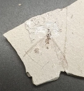 Exquisite insect fossils from the Jurassic Daohugou period AD - Picture 1 of 4