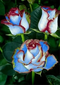 20 SEEDS for Light Blue/Maroon RARE Rose tea flower Bush exotic plant USA Seller - Picture 1 of 2