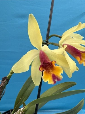 Cattleya Aurora 1905 (dowiana X luteola) Fragrant Yellow Red Orchid Hybrid 4” Pt - Image 1 of 4