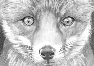 ORIGINAL ACEO sketch card MINIATURE drawing FOX - Picture 1 of 1