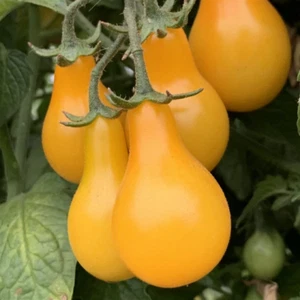 Yellow Pear Tomato Seeds | Heirloom | Organic - Picture 1 of 1