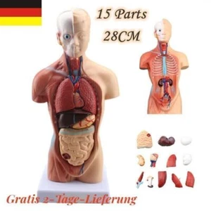 Menschlicher Torso Anatomie Modell für Schulen Krankenhaus Gesundheit Lehre - Bild 1 von 13