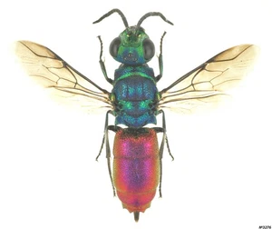 Hymenoptera Chrysididae sp. Rusia 10mm - Imagen 1 de 1