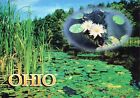 Water Lilies/Cattails Kiser Lake State Park Ohio Vintage Chrome 4 x 6 PC