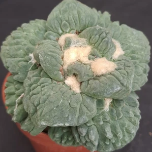 Ariocarpus retusus cv. "WRINKLED ROYAL" GRAFTED PLANT cod. ebay-H233 - Foto 1 di 23