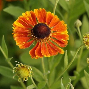 Sonnenbraut Helenium Hybride 'Waltraud' Staude winterhart Insektenweide - Bild 1 von 2